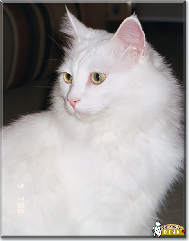 Dink the Domestic Longhair, the Cat of the Day