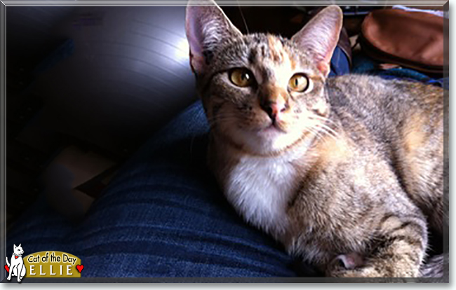 Ellie the Bengal/Tabby Mix, the Cat of the Day
