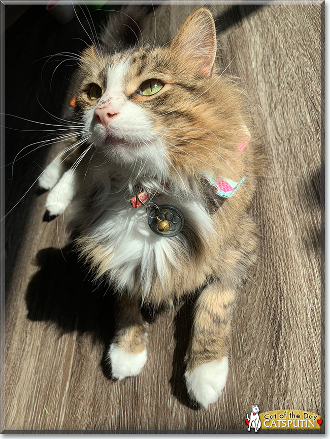 Catsputin the Domestic Longhair, the Cat of the Day