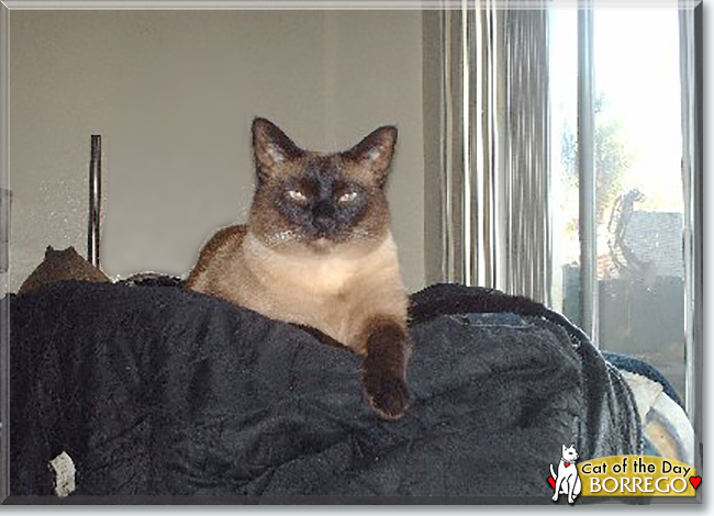 Borrego the Siamese, the Cat of the Day