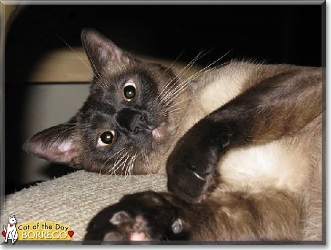 Borrego the Siamese, the Cat of the Day