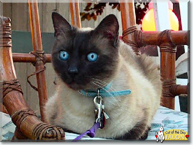 Falon the Seal-Point Siamese, the Cat of the Day