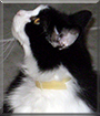 Mr. Mittens the Tuxedo Cat,
