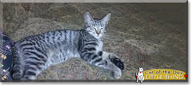 Little Thing the Egyptian Mau Tabby, the Cat of the Day