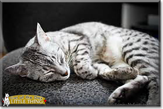 Little Thing the Egyptian Mau Tabby, the Cat of the Day