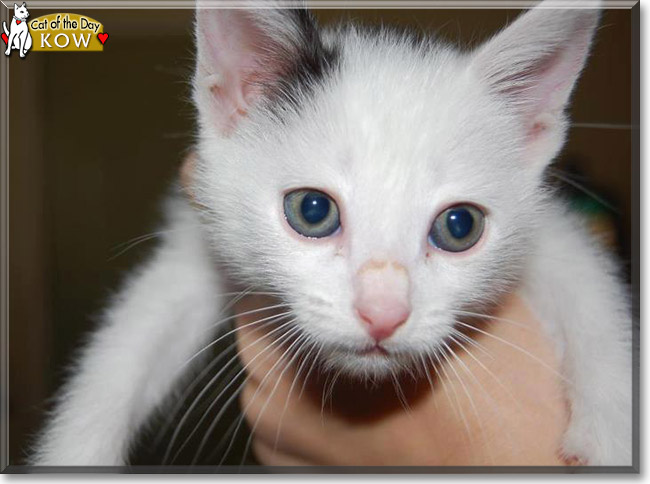 Kow the Domestic Shorthair, the Cat of the Day