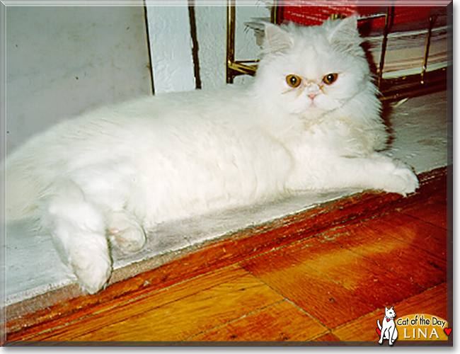 Lina the Persian, the Cat of the Day