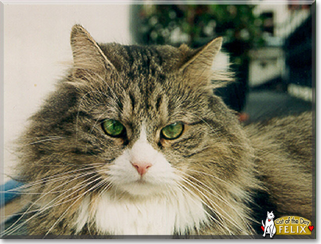 Felix the Norwegian Forest cat, Persian mix, the Cat of the Day