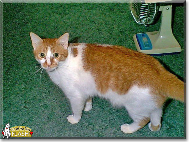 Flash the Orange and White Tabby, the Cat of the Day