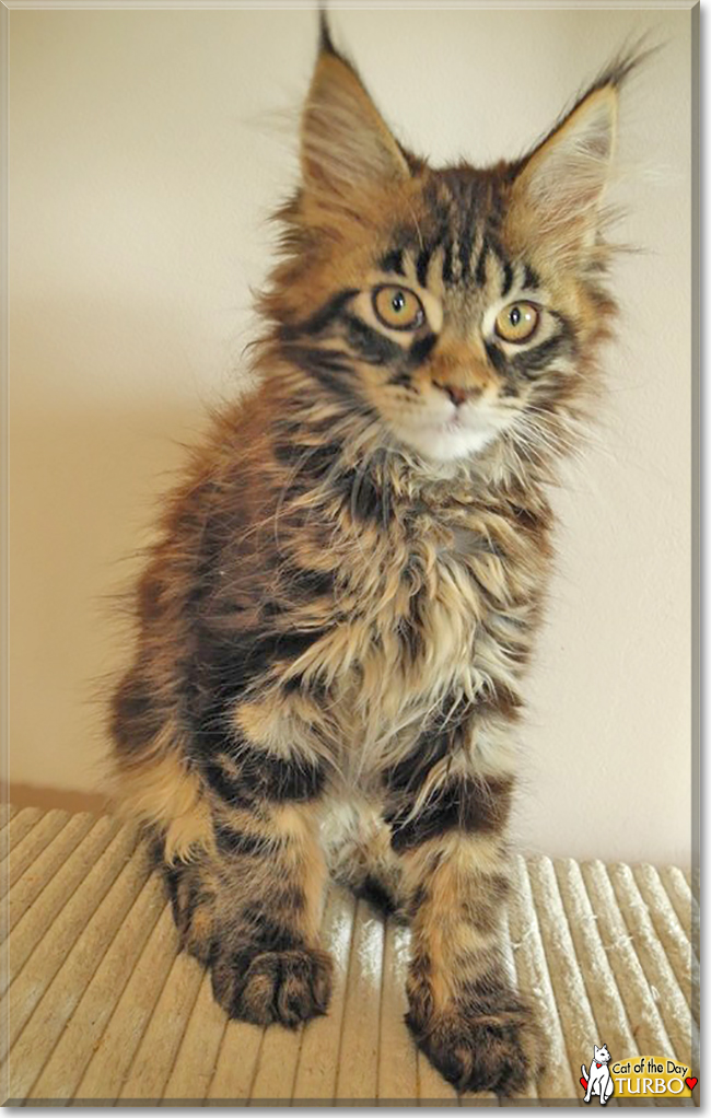 Turbo the Maine Coon Cat, the Cat of the Day