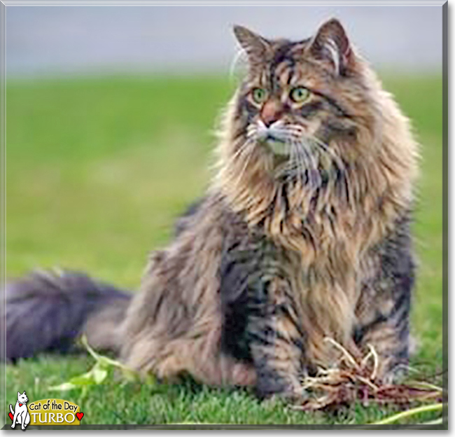 Turbo the Maine Coon Cat, the Cat of the Day