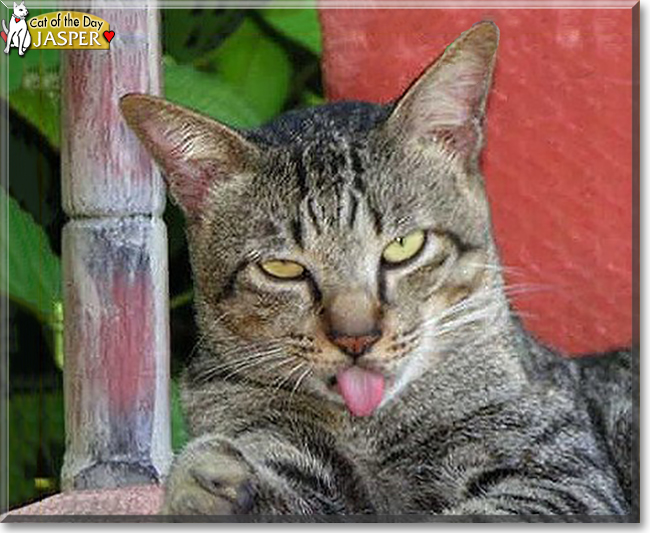 Jasper the Tabby Cat, the Cat of the Day