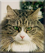 Felix the Norwegian Forest cat, Persian mix