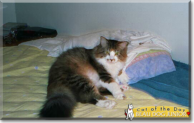 Beau the Maine Coon/Tabby mix, the Cat of the Day