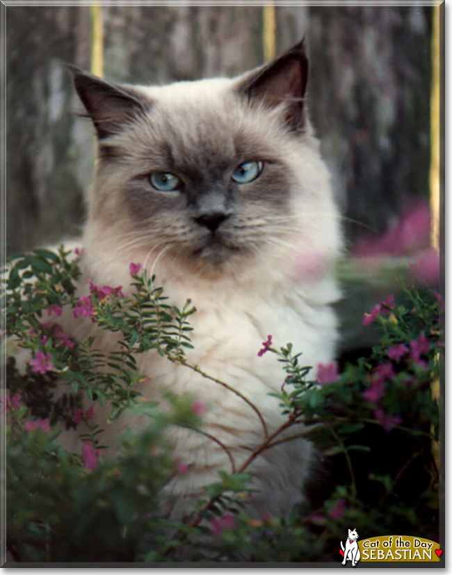 Sebastian the Himalayan, the Cat of the Day