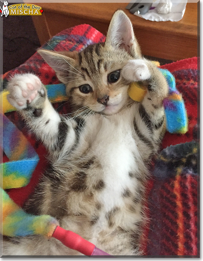 Mischa the Marbled Tabby, the Cat of the Day