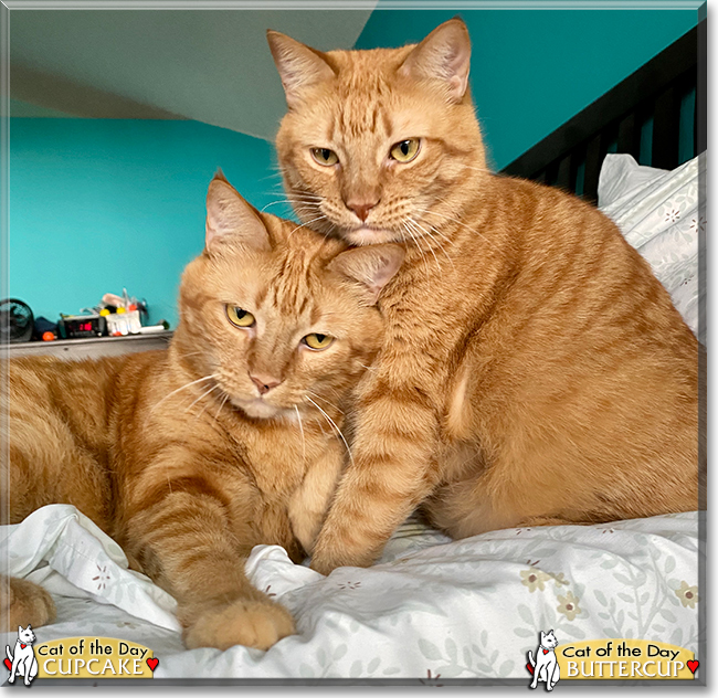 Cupcake, Buttercup the Ginger Tabbies, the Cat of the Day