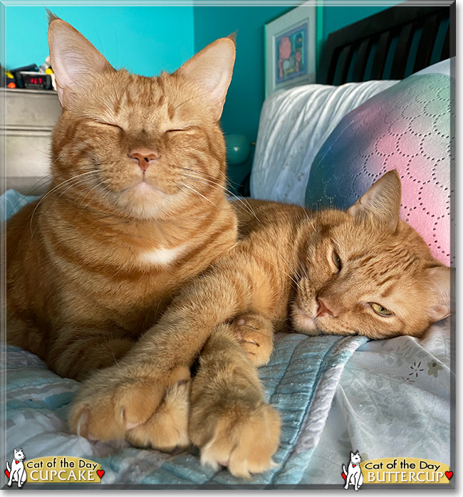 Cupcake, Buttercup the Ginger Tabbies, the Cat of the Day