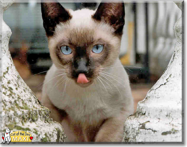Maxi the Siamese, the Cat of the Day