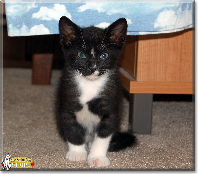 Stripe the Tuxedo Cat, the Cat of the Day