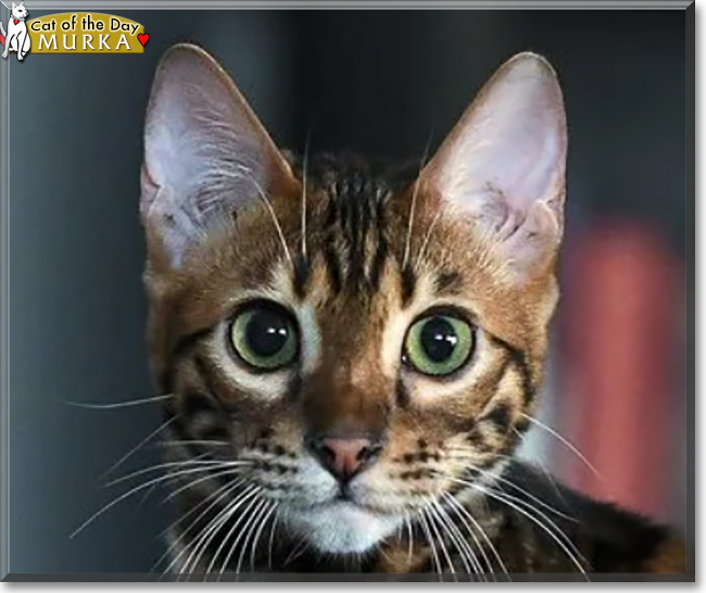 Murka the Bengal, the Cat of the Day