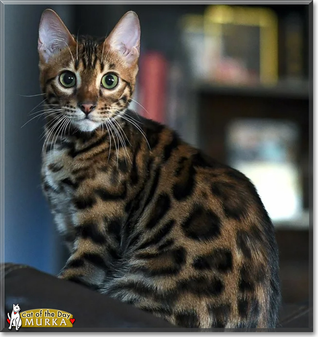 Murka the Bengal, the Cat of the Day