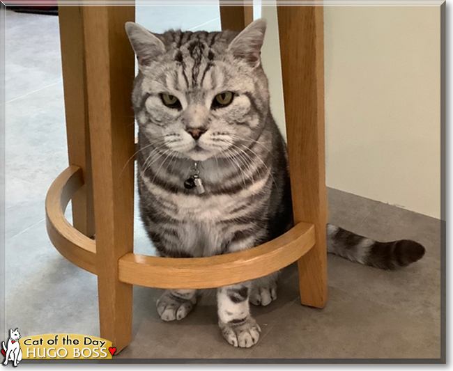 Hugo Boss the British Shorthair, the Cat of the Day