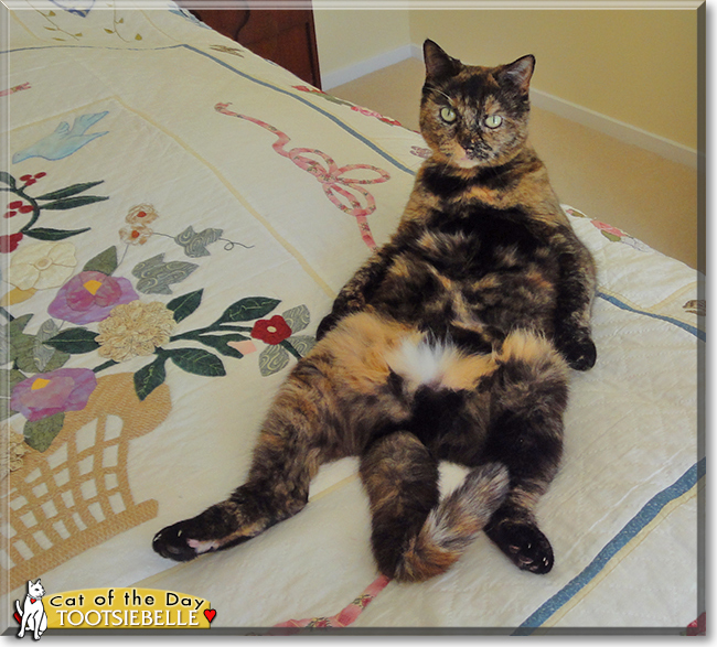 Tootsiebelle the Tortoiseshell, the Cat of the Day