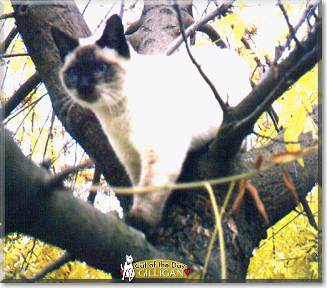 Gilligan the Siamese, the Cat of the Day
