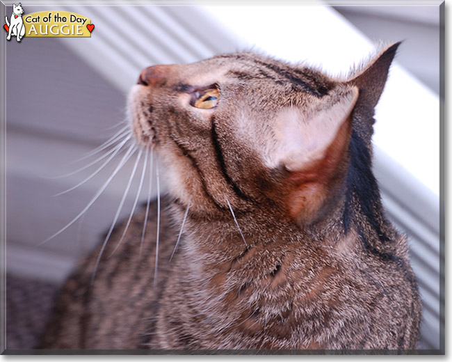 Auggie the Tabby, the Cat of the Day