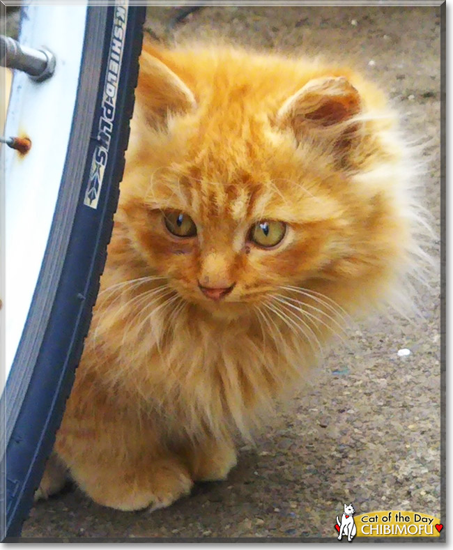 Chibimofu the Domestic Longhair, the Cat of the Day