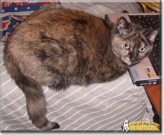 Madison the Tortoiseshell, the Cat of the Day