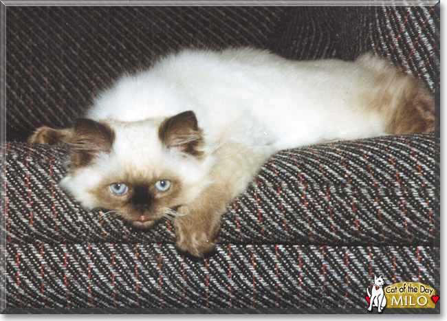 Milo the Himalayan, the Cat of the Day