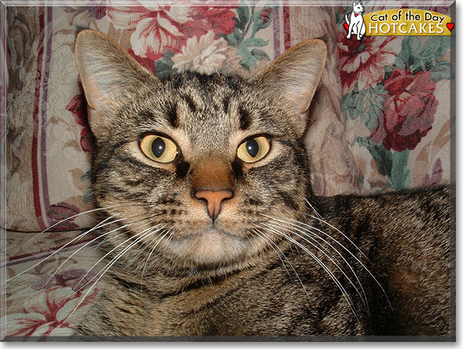 Hotcakes the American Shorthair Tabby, the Cat of the Day