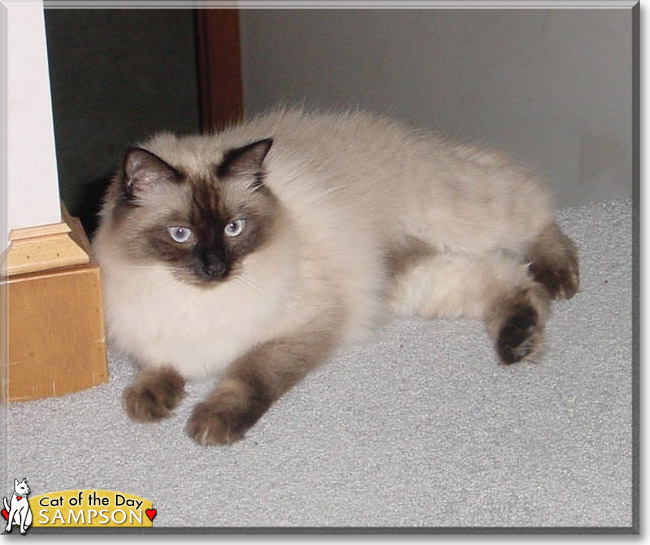 Sampson the Ragdoll, the Cat of the Day