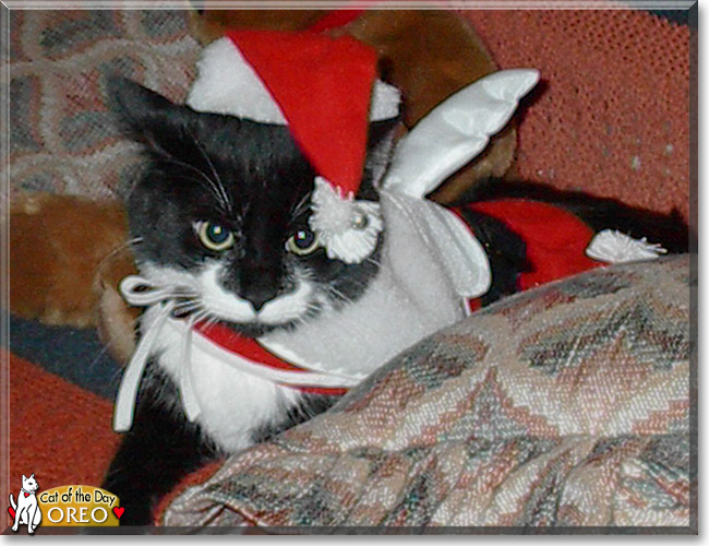 Oreo the Tuxedo Shorthair, the Cat of the Day