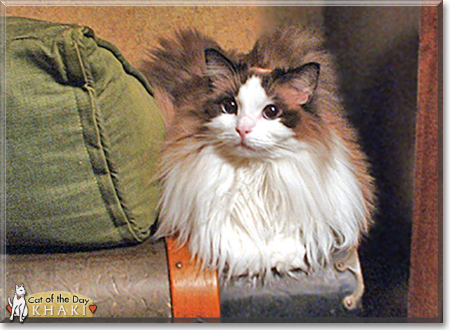 Khaki the Ragdoll, the Cat of the Day