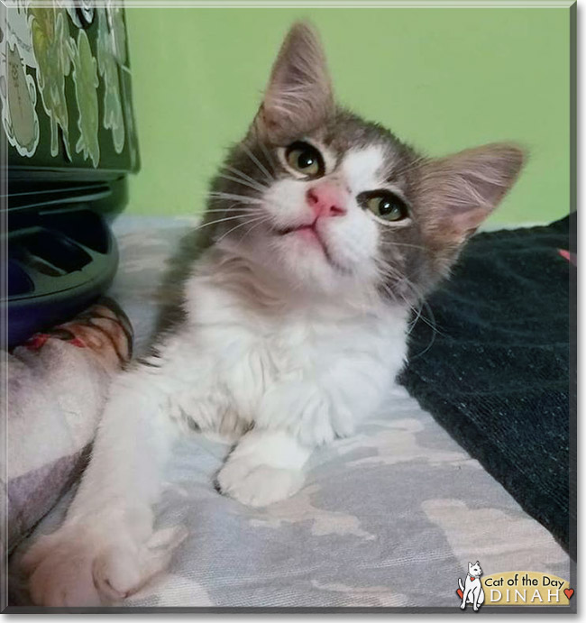 Dinah the Maine Coon mix, the Cat of the Day