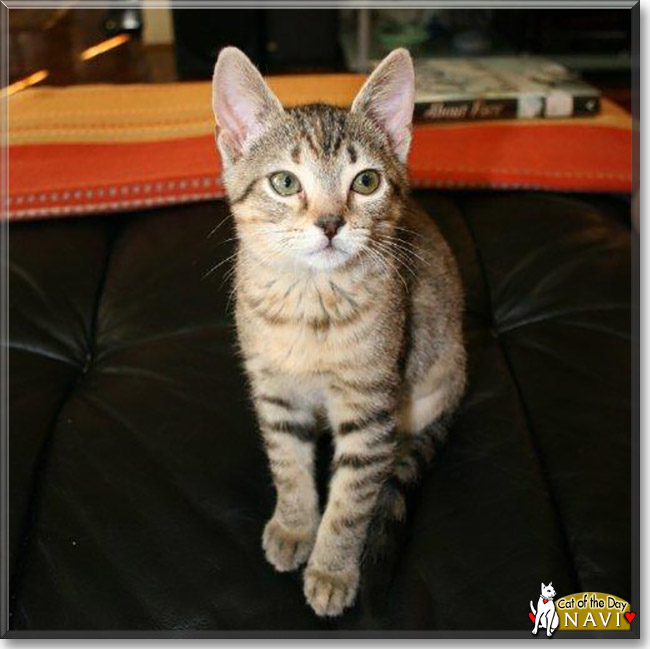 Navi the Egyptian Mau, the Cat of the Day