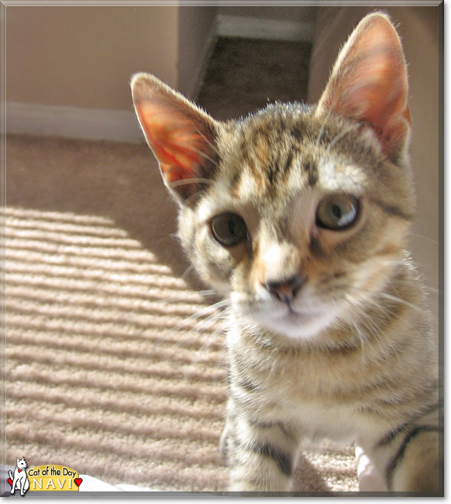 Navi the Egyptian Mau, the Cat of the Day