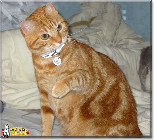 Logan the British Red Tabby, the Cat of the Day