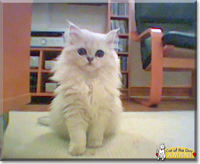 Amani the Chinchilla Persian, the Cat of the Day