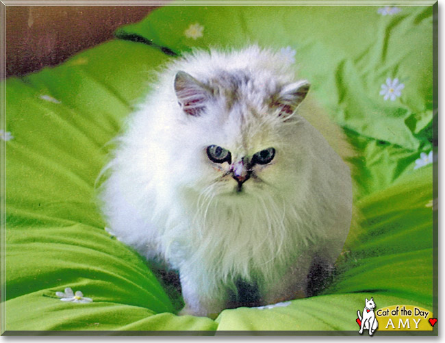 Amy the Chinchilla Persian, the Cat of the Day