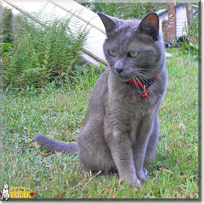 Lulu the Russian Blue mix, the Cat of the Day