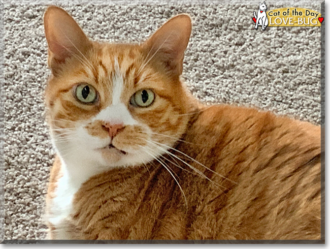 Love-Bug the Orange Tabby, the Cat of the Day