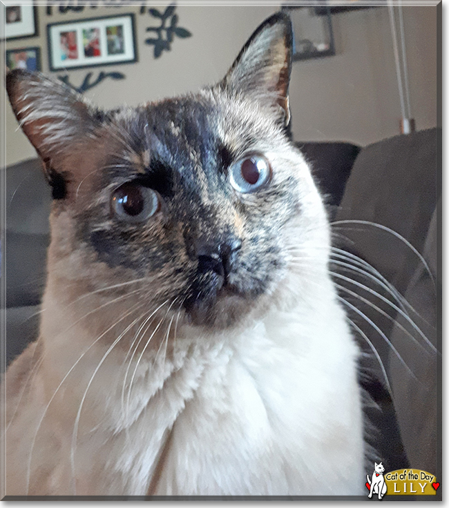 Lily the Siamese, Tortoiseshell mix, the Cat of the Day