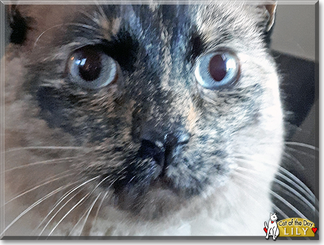 Lily the Siamese, Tortoiseshell mix, the Cat of the Day