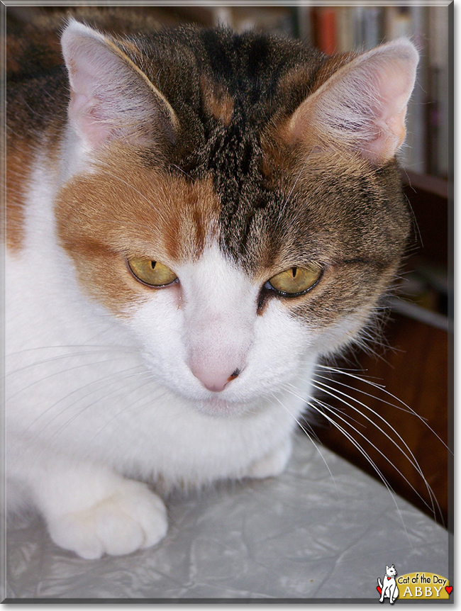 Abby the Calico, the Cat of the Day