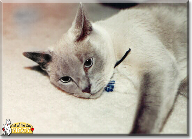 Yiggy the Siamese, the Cat of the Day