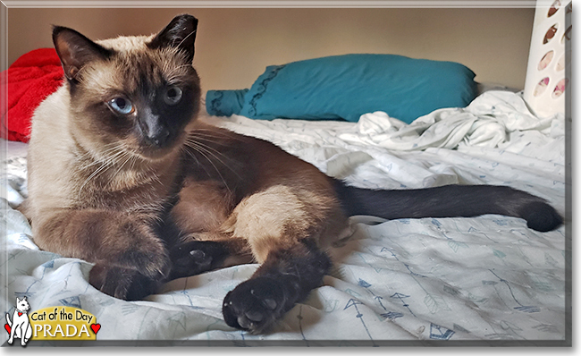 Prada the Siamese mix, the Cat of the Day